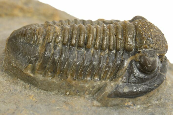 Detailed Proetid (Gerastos) Trilobite Fossil - Morocco #325832